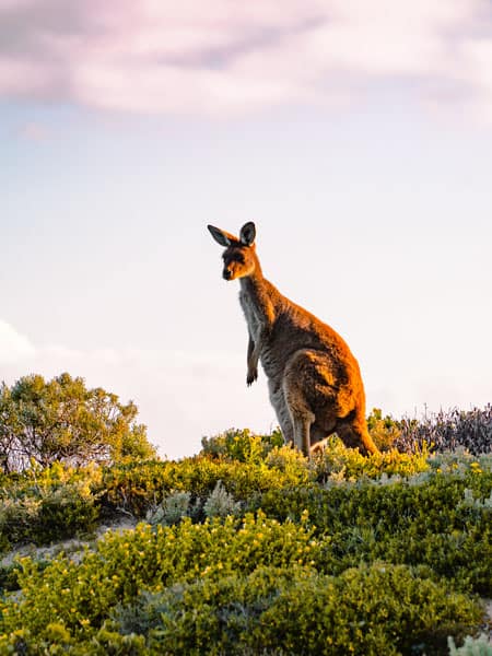 The wildlife of the Yorke Peninsula