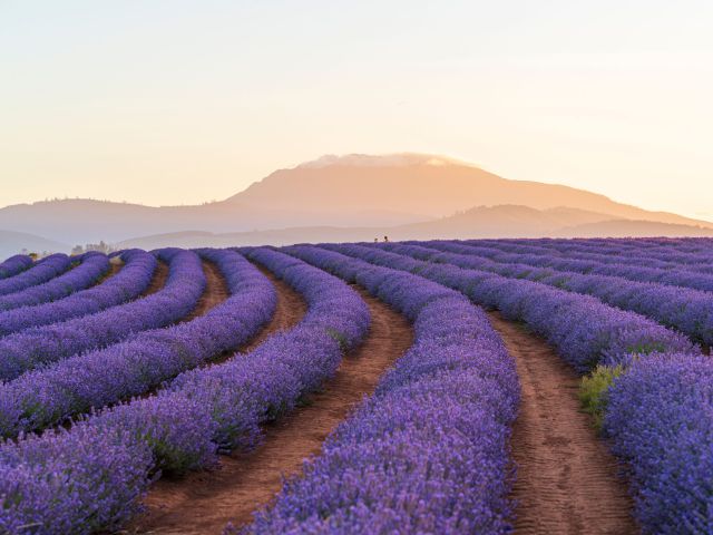 Bridestowe Lavender Estate