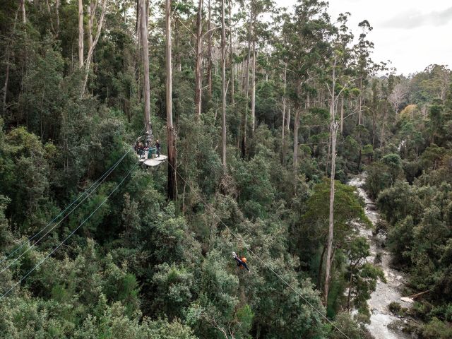Treetops Adventure Hollybank
