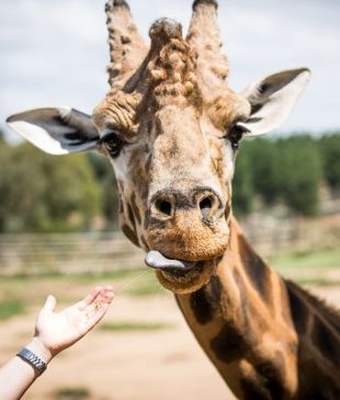 <p><i>The perfect</i> <strong>Canberra</strong> itinerary for families</p>

