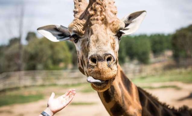 National Zoo & Aquarium, Canberra, ACT