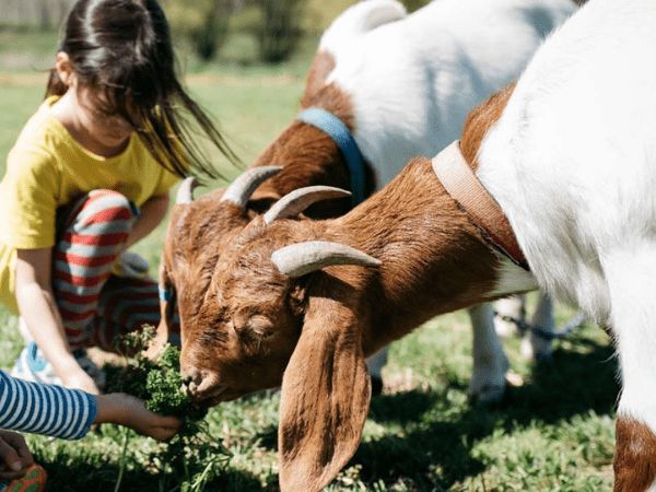 Heifer Station, Orange