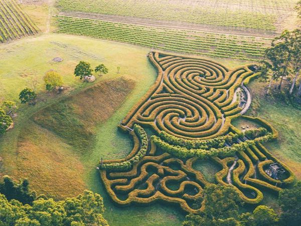 Bago maze and winery