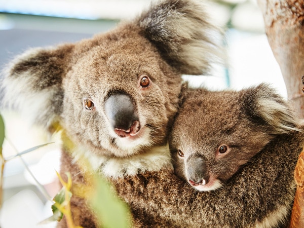 Caversham Wildlife Park