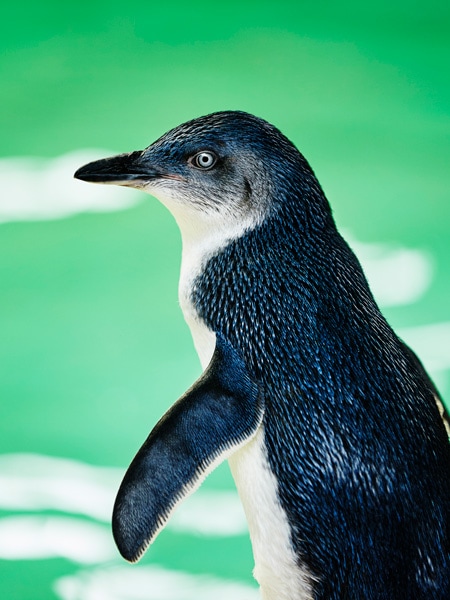 See the world’s smallest penguins