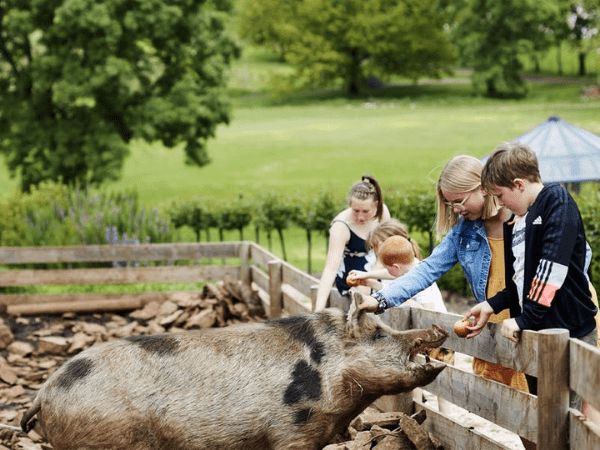 Holm Oak Vineyards, Tamar Valley