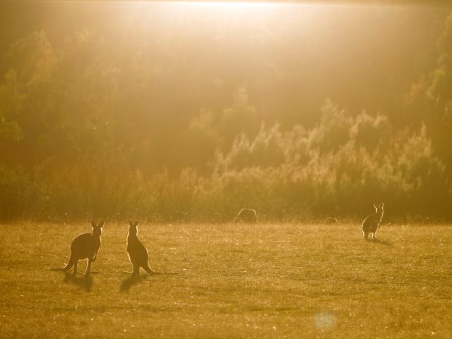 kangaroos at Tidbinbilla Nature Reserve