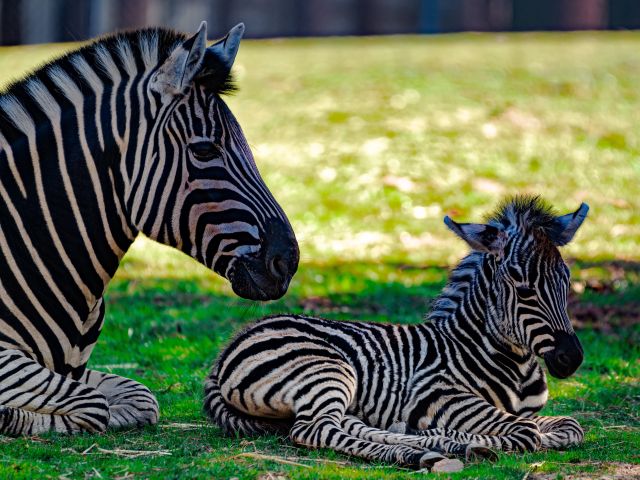 zebras at the National Zoo & Aquarium, Canberra