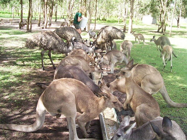 Fraser Coast Wildlife Sanctuary