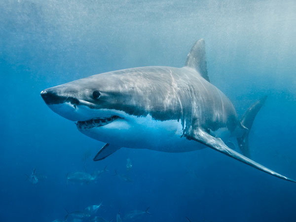 Come face-to-face with giant sharks at AQWA