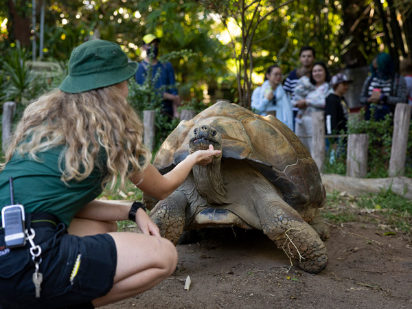 a Perth zoo staff petting a turtle