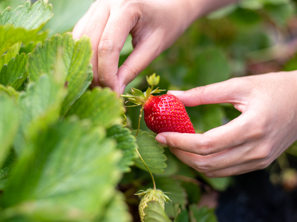 a hand picking a ripe strawberry