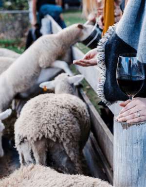 winery kids family hero