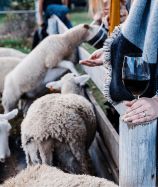 <p><i>The 12 best family-friendly wineries</i> around <strong>Australia</strong></p>

