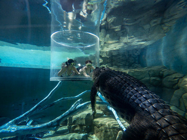 swimming with a crocodile in the cage of death at Crocosaurus Cove