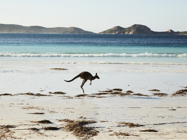 A kangaroo at Lucky Bay