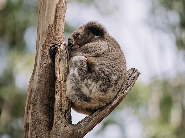 Port Macquarie Koala Hospital