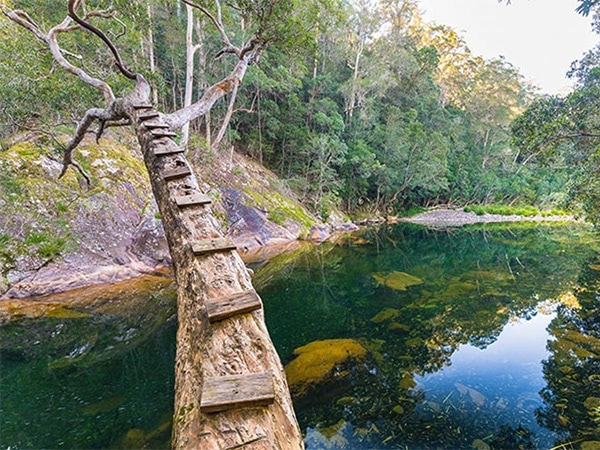 Wild Bull in Mount Boss State Forest