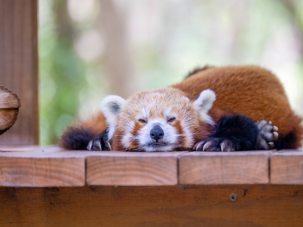 Currumbin Wildlife Sanctuary