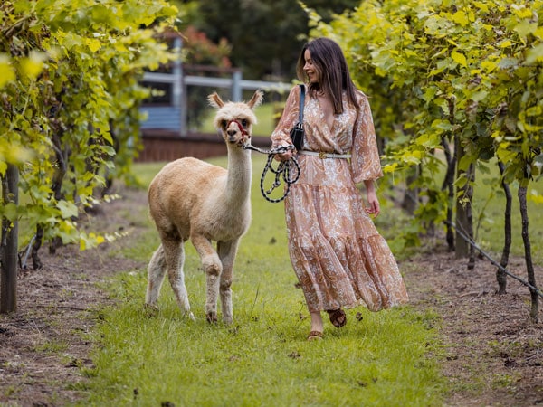 a woman taking an alpaca for a walk at Mountview Alpaca Farm
