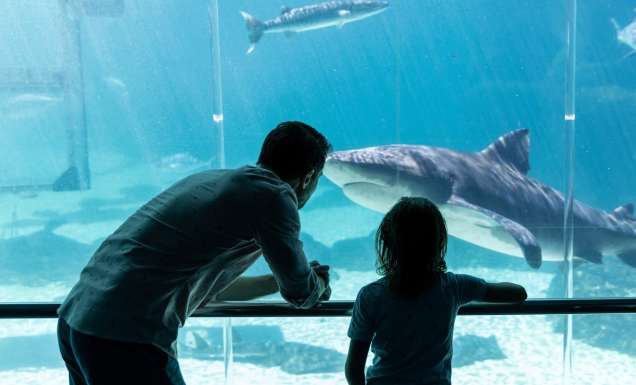 Family seeing sharks at Sea World Gold Coast