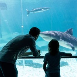 Family seeing sharks at Sea World Gold Coast