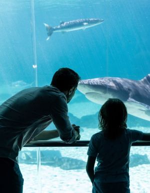 Family seeing sharks at Sea World Gold Coast