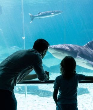 <p><i>Incredible things to do</i> with kids on the <strong>Gold Coast</strong></p>
