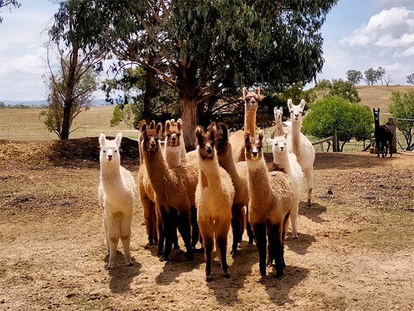 Alpaca Magic Farm