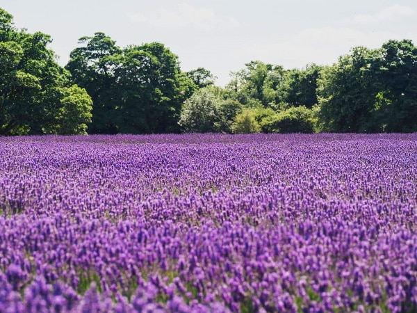 Herbicos Lavender Farm
