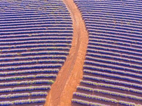 an aerial view of the Bridestowe lavender farm