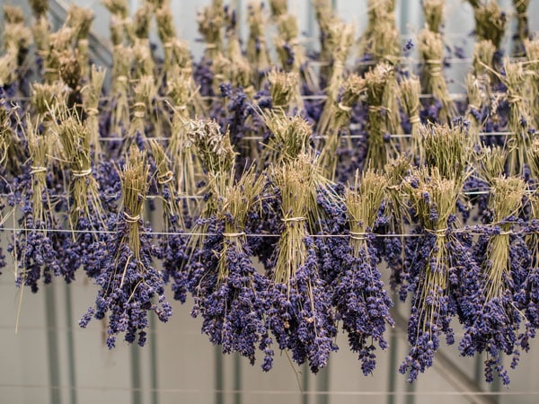 lavenders hanged to dry at Emu Bay Lavender Farm, SA