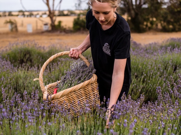 a woman picking lavenders at Emu Bay Lavender Farm, SA