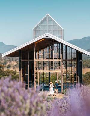 The most beautiful lavender farms around Australia