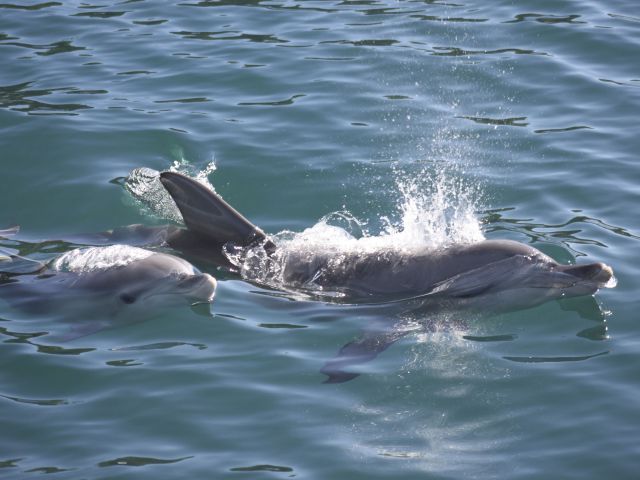 dolphins at Jervis Bay