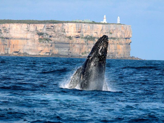 whale breaching at Point Perpendicular, Jervis Bay