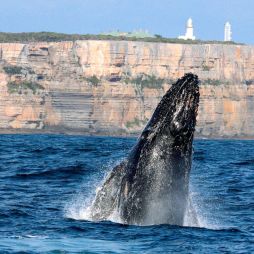 whale breaching at Point Perpendicular, Jervis Bay