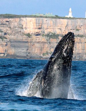 whale breaching at Point Perpendicular, Jervis Bay