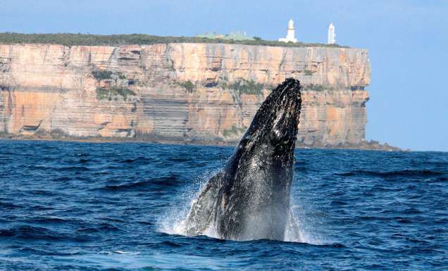 whale breaching at Point Perpendicular, Jervis Bay