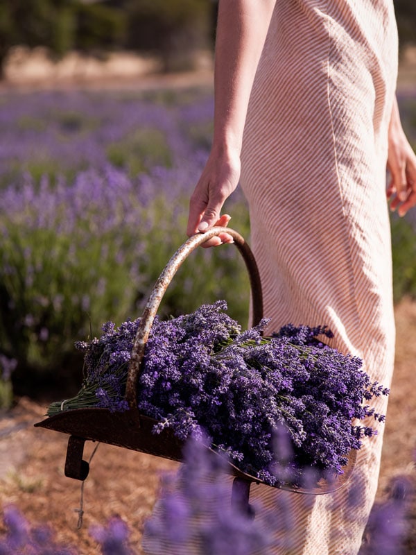 a close-up of a woman holding a lavender basket at Emu Bay Lavender Farm, SA