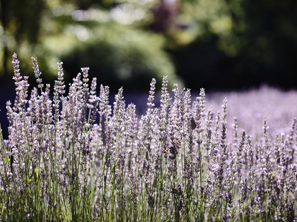 a close-up of lavenders at Lavandula Swiss Italian Farm, VIC