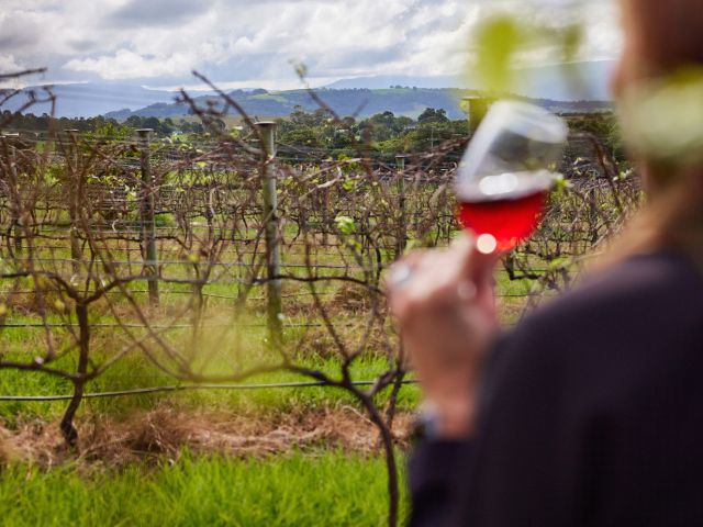 wine tasting at Mountain Ridge Wines, Coolangatta