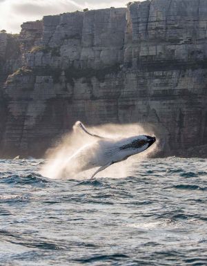 Jervis Bay Whale