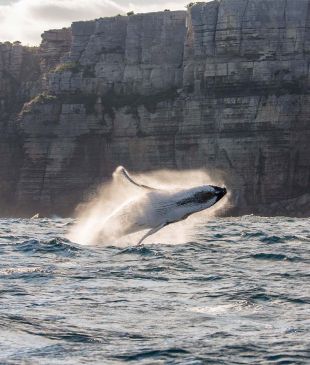 <p><i>The best wildlife experiences</i> in <strong>Jervis Bay</strong></p>
