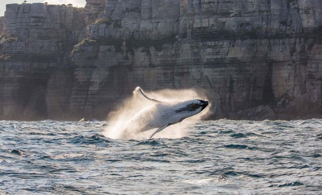 Jervis Bay Whale
