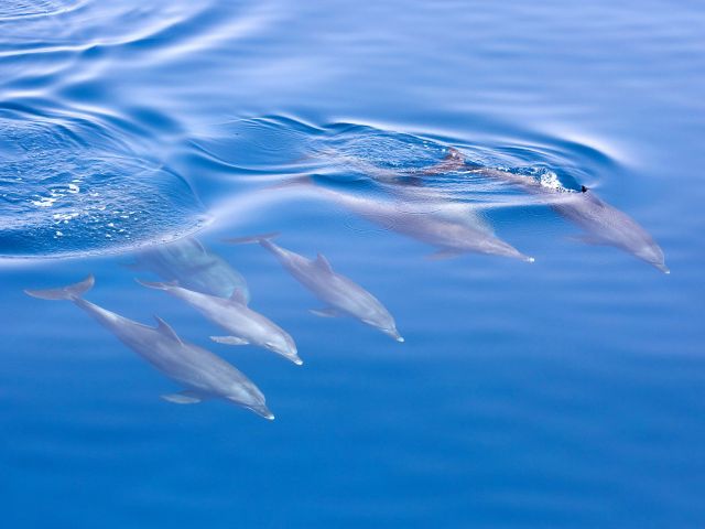 dolphin watching with Jervis Bay Wild Whale Watching & Dolphin Cruises