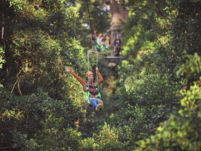 a zipline tour over Fern Gully, Illawarra Fly Treetop Walk