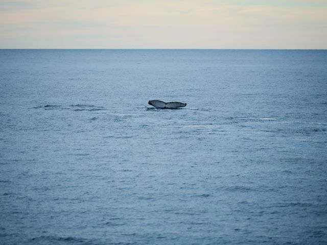 whale watching with with Jervis Bay Wild