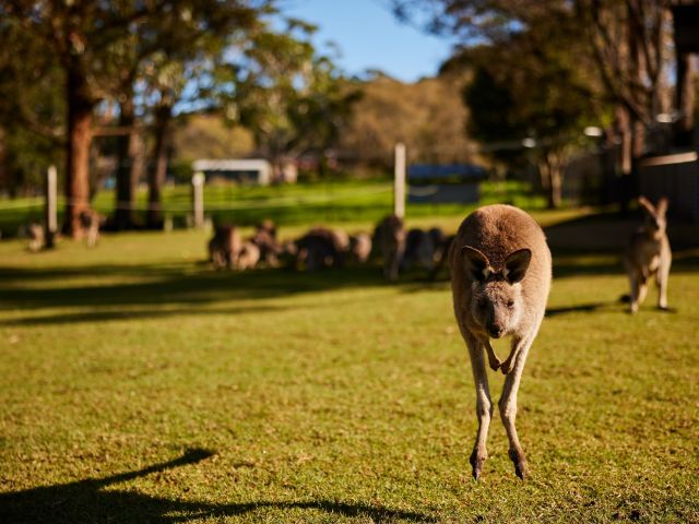a kangaroo at Symbio Wildlife Park