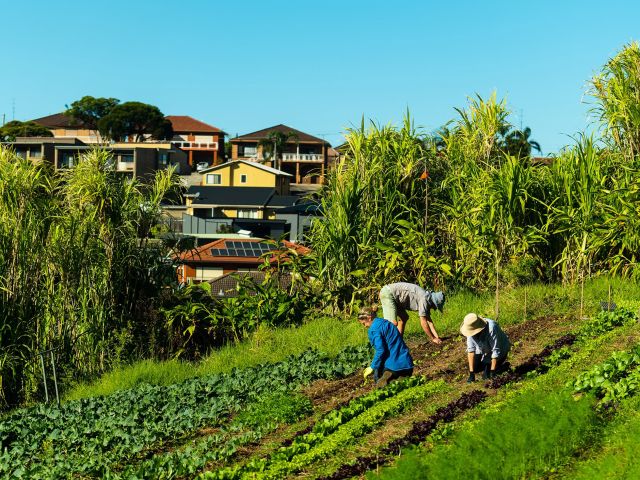 organic farming at Green Connect Farm, Wollongong